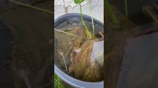 update sa pipefish ko fishkeepers fishing fishcare shorts [upl. by Talbot520]