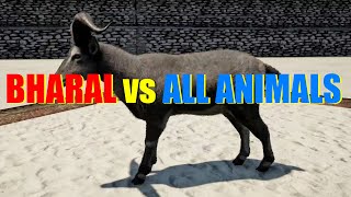 Far Cry 4 Animal Fight  Bharal vs All Animals Battles [upl. by Leirbaj]