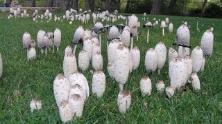 40 Most Common Fall Edible Mushrooms including a few Poisonous ones at the end [upl. by Lyret]