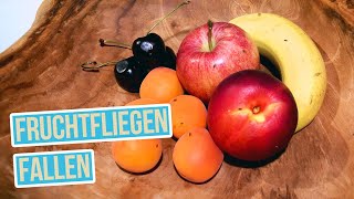 Fruchtfliegen loswerden  3 Fruchtfliegenfallen selber machen [upl. by Ethelyn400]