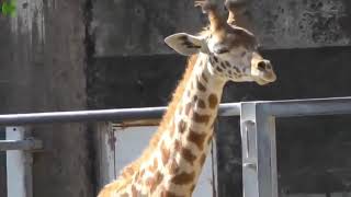 Animals Sneeze So Weird But Its Hilarious Funny Animal Sounds [upl. by Almira]