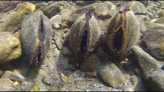 La semaine verte  Moules d’eau douce en danger [upl. by Seiter933]