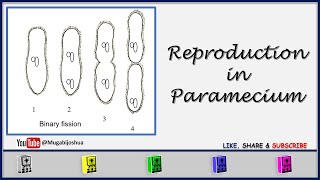 Reproduction In Paramecium [upl. by Fariss]