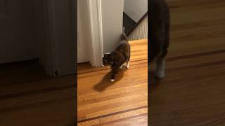 Cat cant stop meowing it so funny cat catlover cute kitty mycat catman funny comedy [upl. by Glaab]