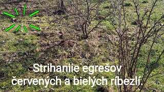 Strihanie egrešov červených a bielych ríbezlí [upl. by Alrahs981]