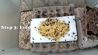 How To Jumpstart Dermestid Beetle Reproduction [upl. by Yrrot588]