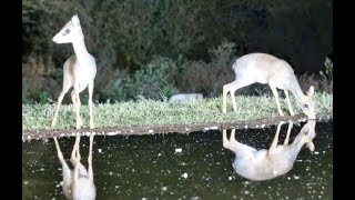 Pair of adorable Cavendish DikDik antelope at Lentorre [upl. by Zerline]