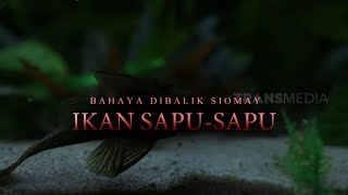 Bahaya Dibalik Siomay Ikan Sapu Sapu  SECRET STORY 080124 [upl. by Annaynek]