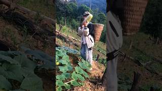 Gardening On Hillside  Ash Gourd Picking ❤️ shorts youtubeshorts vegetables [upl. by Silvia]