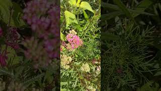 Yarrow flower argentina garden yarrowflower humancontent [upl. by Cal]