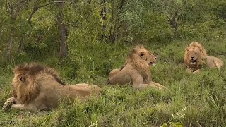 Kambula Male Lions  Mapogo greatgrandsons  19 November 2023 [upl. by Eirrek]