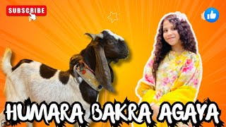 Alhamdhullilah Hamara Bakra Bhi Agaya  Baqra Eid 2024 [upl. by Calloway267]