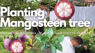 How To Plant Mangosteen Tree  Garcinia mangostana [upl. by Attennaj217]