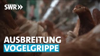 Ausbreitung der Vogelgrippe  SWR Aktuell [upl. by Finnie]