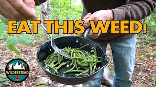 Broadleaf Plantain  Harvesting amp Cooking The Flowering Shoots  FORAGE amp FEAST  Plantago Major [upl. by Fiora481]