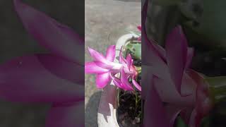 Christmas Cactus flowers cactus christmascactus homesweethome wildlenxz25 mrcrazyachu [upl. by Anerev]