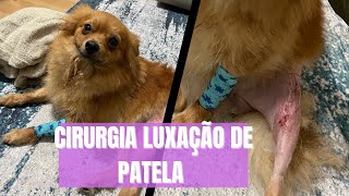 LUXAÇÃO DE PATELA NO CACHORRO  cirurgia pós operatório preços [upl. by Amrita95]