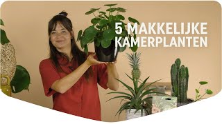 Top 5 Makkelijke Kamerplanten [upl. by Vitkun]