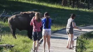 Bison Attack Caught on Camera Yellowstone National Park [upl. by Ewnihc427]