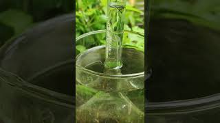 Photosynthesis in Aquatic Plants Experiment  Excretion of O2 Gas in Photosynthesis प्रकाश संश्लेषण [upl. by Peih128]