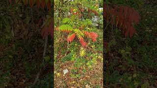 Sumac fall colors in Memphis [upl. by Annayehc]