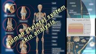 ڈھانچےکا نظام  جوڑThe human skeletal system [upl. by Aileda]