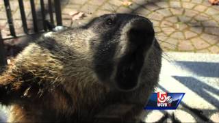 Groundhog attacks man animal control officer [upl. by Euqinitram979]