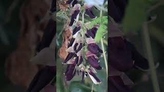 Mucuna pruriens Velvet bean mucunapruriens velvetbean [upl. by Ecneps]