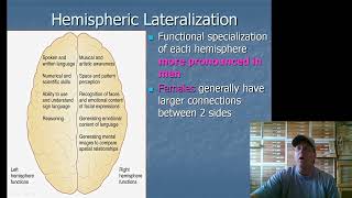 13 Hemispheric Lateralization [upl. by Flore]