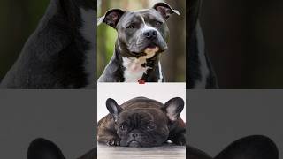 STAFFORDSHIRE TERRIER VS FRENCH BULLDOGDOBERMAN [upl. by Willyt]