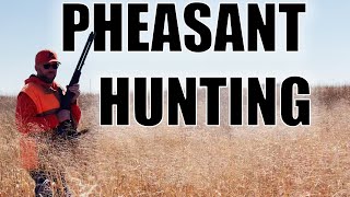 PHEASANT HUNTING [upl. by Otrebogir105]