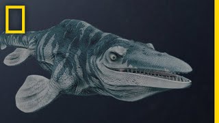 Mosasaurs 101  National Geographic [upl. by Ardnahcal]