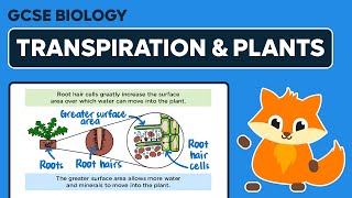 How Transpiration Helps Plants  GCSE Biology [upl. by Baily]