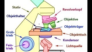 Mikroskop Aufbau Bestandteile [upl. by Ailido]