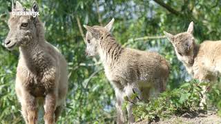 Geboortegolf in Dierenrijk Mierlo veel jonge dieren geboren [upl. by Divad]