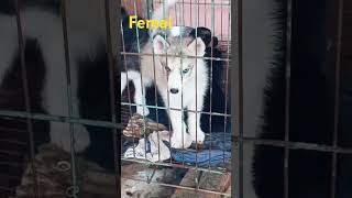 Pets shop dogs 🐕 hostal bording salon groming traning faslate in meerut city dogscorner [upl. by Peednam827]