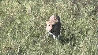 Serengeti Leopard Attacks Gazelle [upl. by Berton]