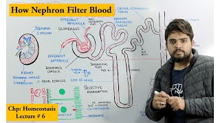 Structure and Function of Nephron [upl. by Ponce911]