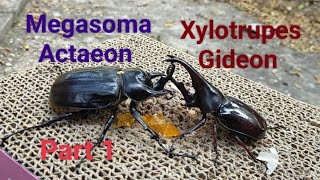 Part 1 87mm Megasoma Actaeon vs 82mm Xylotrupes Gideon Rhinoceros beetle battle [upl. by Eyahc]