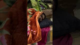 He was sleeping in the plastic bag😢 humanity help shorts shortvideo hussainmansuri [upl. by Gage]