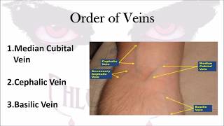 Phlebotomy The Order of Veins [upl. by Meek]