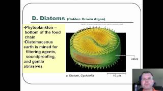 The Protist [upl. by Ezra]