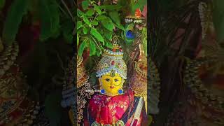 Tulsi Vivah 🙏shortvideo albeligita [upl. by Oyek551]