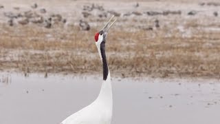 How does an injured redcrowned crane fly again CCTV English [upl. by Cappella991]