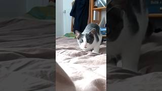 Wigle Wigle Wigle cat catsofyoutube catchat chat cute funny frenchcat cutecat viralshorts [upl. by Ialokin]