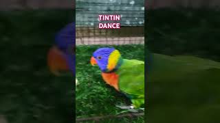 Little TINTIN Dance lorikeet parrot parrot birds rainbowlorikeet birdslover [upl. by Heigl215]