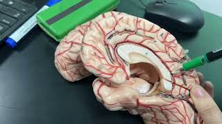 Sulci and gyri of the inferior and medial surfaces of the brain 🧠✌🏻 [upl. by Thecla]