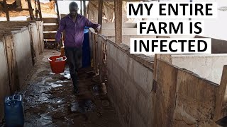 Disinfecting My Pig Pen After an Infection  Farm Biosecurity [upl. by Clintock]