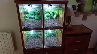 meuble aquarium crevettes  shrimp wooden furniture [upl. by Ttenaj]