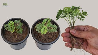 How to propagate Aralia plant from cutting with update [upl. by Aneertak]